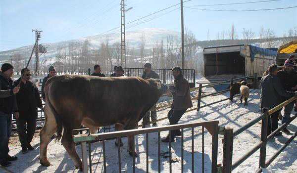 Damızlık Boğaların İlk Bölümü Yetiştiricilere Teslim Edildi 10