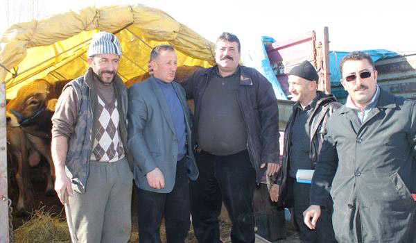 Damızlık Boğaların İlk Bölümü Yetiştiricilere Teslim Edildi 11