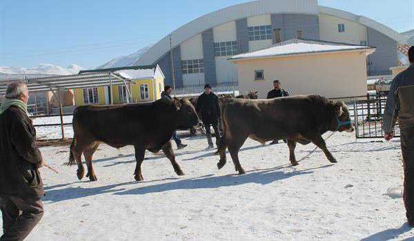 Damızlık Boğaların İlk Bölümü Yetiştiricilere Teslim Edildi 12