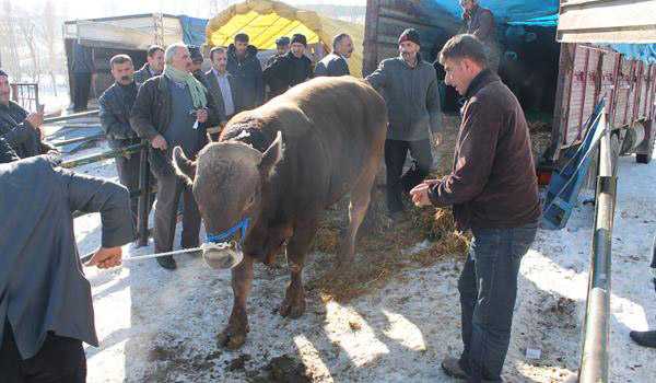 Damızlık Boğaların İlk Bölümü Yetiştiricilere Teslim Edildi 7