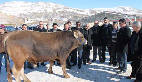 Damızlık Boğaların İlk Bölümü Yetiştiricilere Teslim Edildi 9