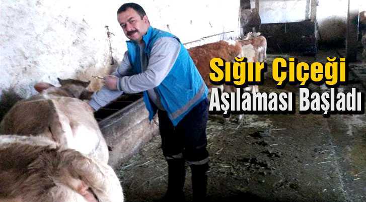 Bayburt’ta Sığır Çiçeği Aşılaması Başladı