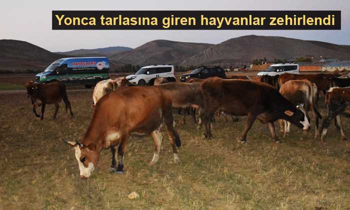 Yonca tarlasında zehirlenen 16 büyükbaş hayvan telef olmadan kesildi