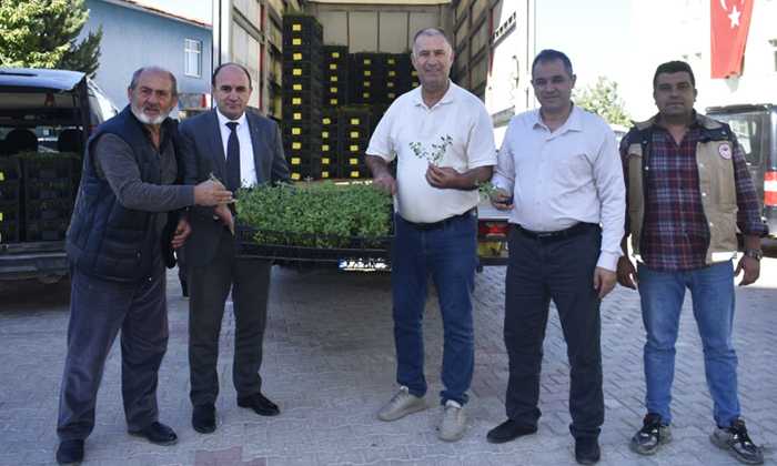 Bayburt’ta Kekik Fidesi dağıtımı gerçekleştirildi
