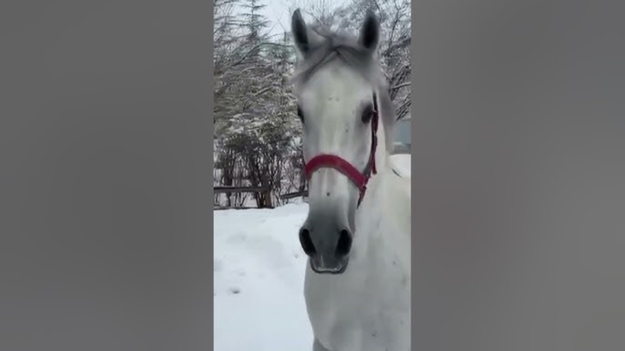 Bayburt’ta yaşayan Berat isimli at sosyal medyada viral oldu