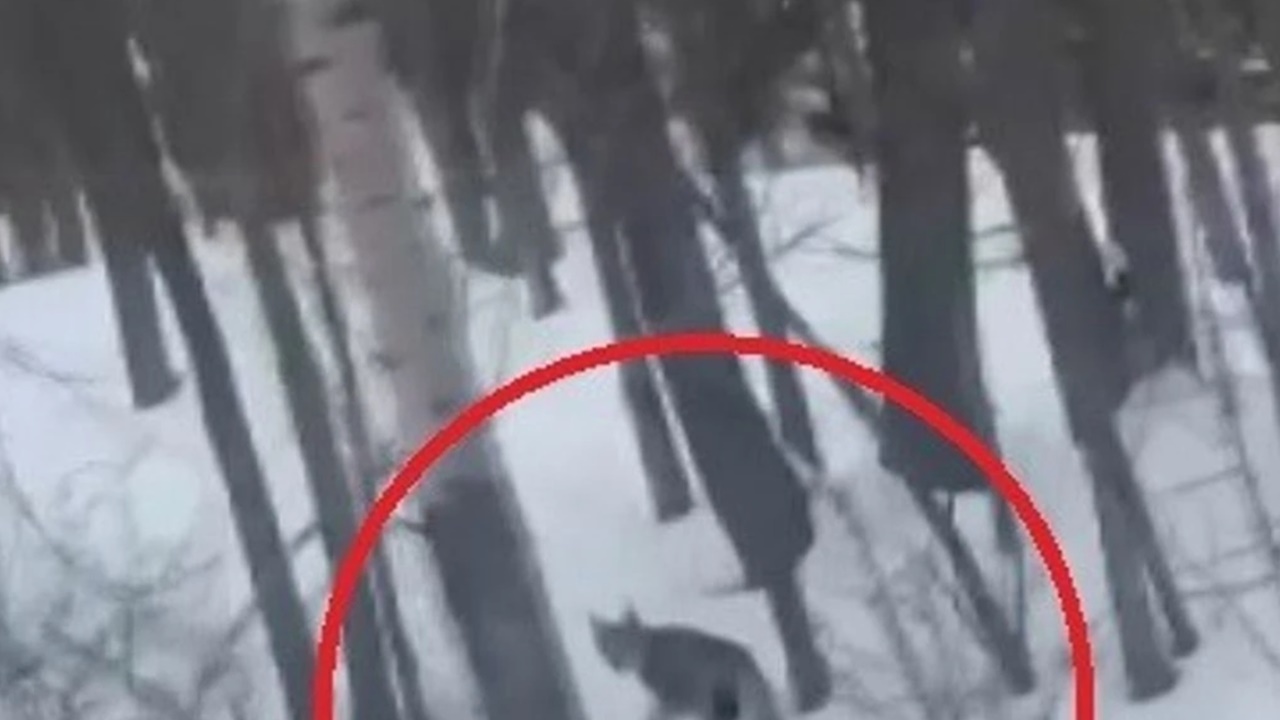 Bayburt’ta nesli tükenme tehlikesi altında olan vaşak yerleşim yerine indi