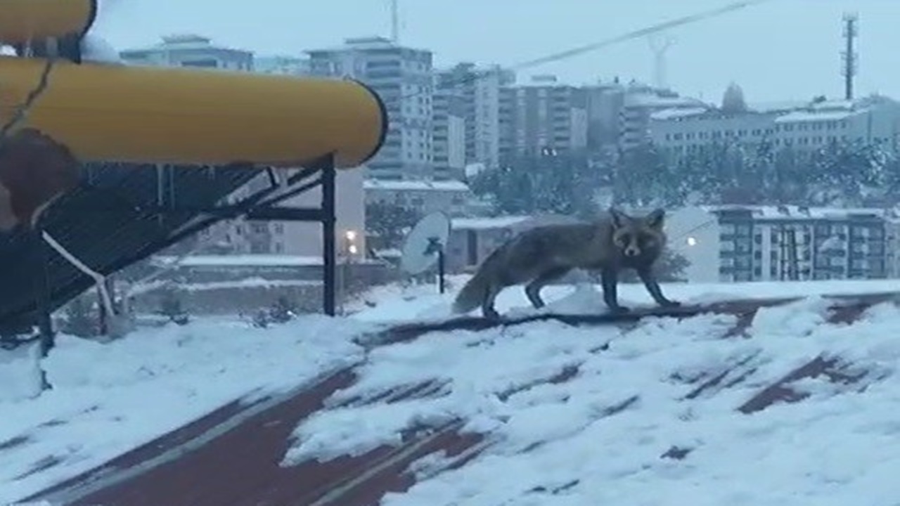 Bayburt’ta yiyecek arayan tilki bir evin çatısına çıktı
