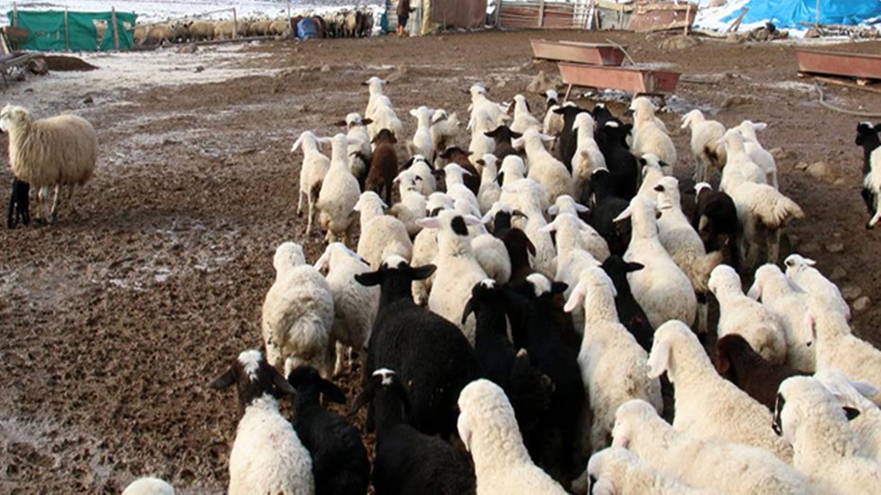 Ağıllarda bir tatlı telaş! Bayburt’ta kuzulama dönemi başladı