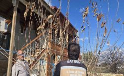 Bayburt’ta meyve ağaçlarında hastalık kontrolü gerçekleştirildi