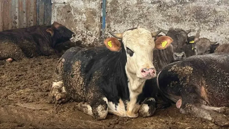 Bayburt’ta 110 Bin Liralık Hayvan Vurgunu: Kurbanlık Dolandırıcıları Yakalandı