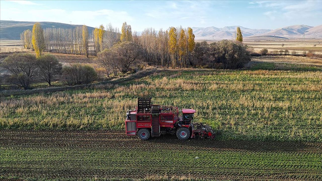 Bayburt’ta Şeker Pancarı Üretimi 5 Yılda 6 Kat Arttı